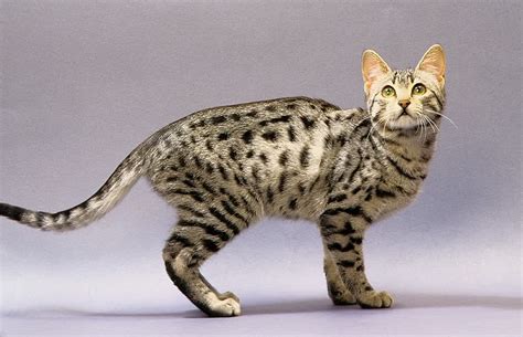 And bengal mix is a keyword (a word or phrase people use to search on the internet). Bengal Cat One of The World's Most Expensive Cat ...