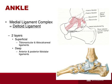 Ppt Ankle And Foot Joint Powerpoint Presentation Id