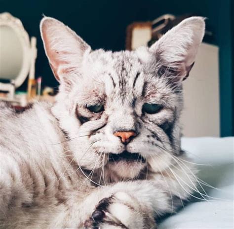 My Interview With Toby The Happy Cat With The Sad Saggy Face