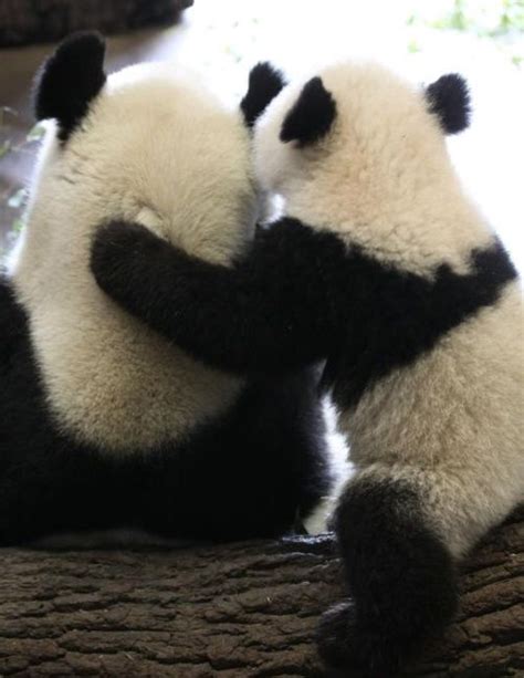 Panda Hug Panda Bear Panda Hug Cute Panda
