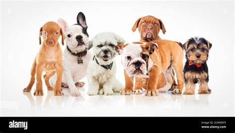 Six Cute Puppy Dogs Of Different Breeds Standing Together On White