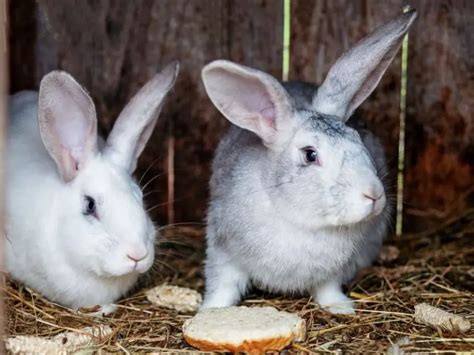 How To Bond Rabbits Basic Tips Rabbit Insider