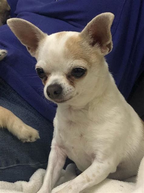 Louie Chihuahua Rescue Uk