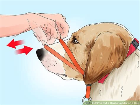 We did not find results for: How to Put a Gentle Leader on a Dog: 11 Steps (with Pictures)