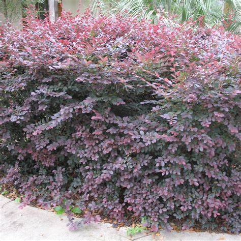 Check spelling or type a new query. Loropetalum Plum For Sale, Mulch Masters Jacksonville FL
