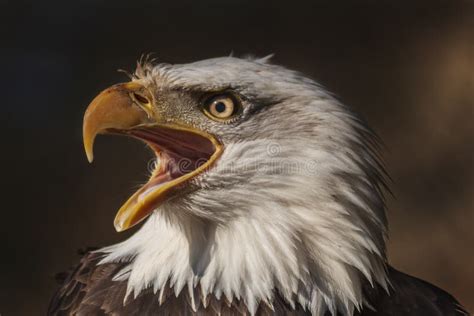 Eagle With Open Beak Stock Image Image Of Powerful Eagle 18310693