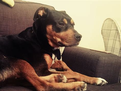 Rumble — i am with my dogs i am playing. Tyson :: Dog Adoption :: Chesterfield Animal Rescue