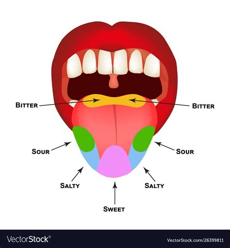 Historical Science Taste Buds Of The Tongue