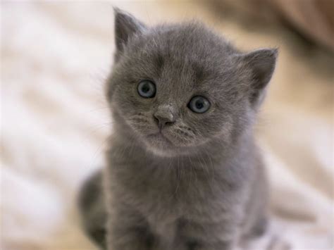 Cutest Kitten Gatitos Adorables Gatos Grises Gatitos Lindos