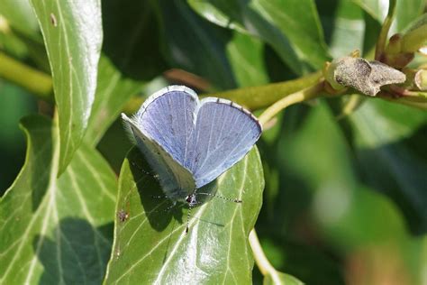 Holly Blue Okeford Fitzpaine Dorset Butterflies