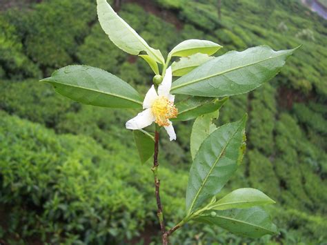Though the leaves all come from the same plant, each unique flavor is achieved by harvesting. File:Camellia sinensis flower tea.JPG - Wikimedia Commons