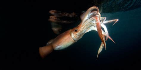 Humboldt Squid Facts And Information Guide American Oceans