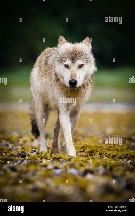 Alaska Lone Grey Wolf In Hi Res Stock Photography And Images Alamy