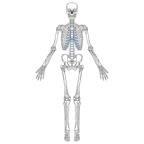 Front View Of Human Skeleton 1166076 Vector Art At Vecteezy