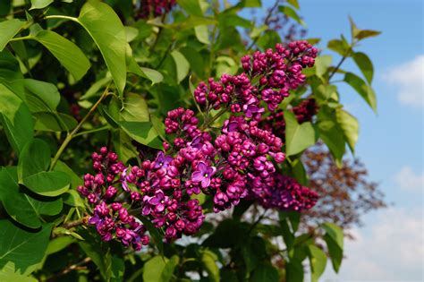 Images Gratuites La Nature Branche Fleur Feuille Violet