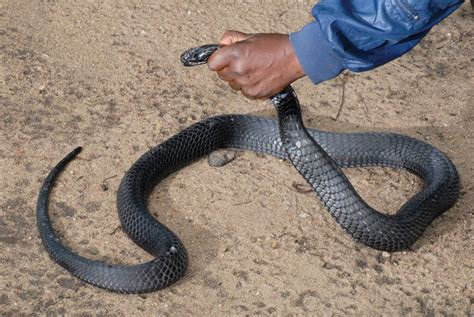 Cobra Snakes Of The Congo Reptiles Magazine