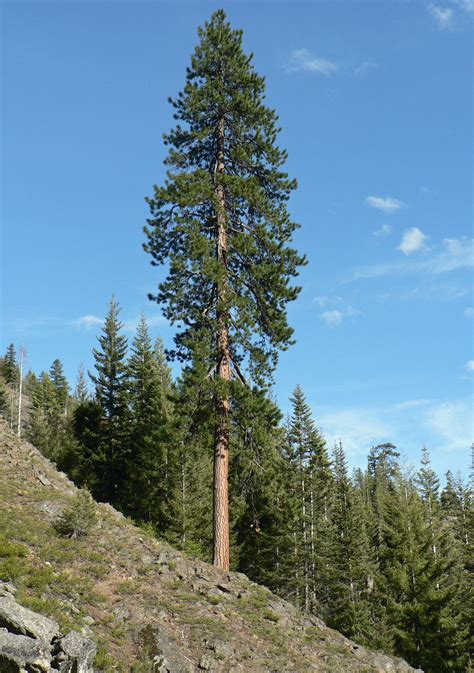 Ponderosa Pine Pinus Ponderosa 60 80 Tall 30 40 Wide Tree