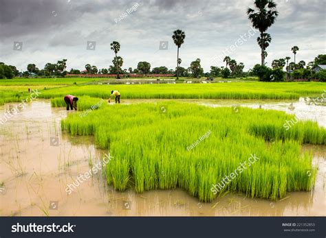 Cambodian Rice Fields Stock Photo 221352853 Shutterstock