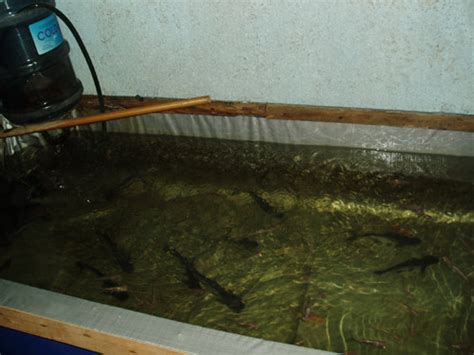 We did not find results for: Budidaya dan Pembibitan Ikan Patin Pasopati