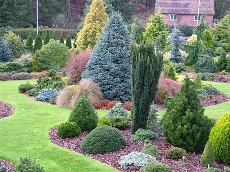 17 Chic Front Yard Garden With Dwarf Pine Tree Ideas Decoratop