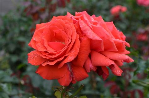 Rosa Fragrant Cloud Rose From Garden Center Marketing