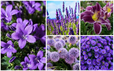20 Gorgeous Purple Perennials Photos Garden Lovers Club
