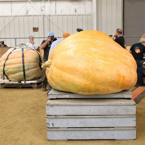 Pumpkin Weigh In Topsfield Fair 2023