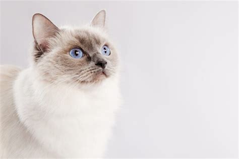 Gato Ragdoll Características Y Cuidados De Esta Raza De Gatos