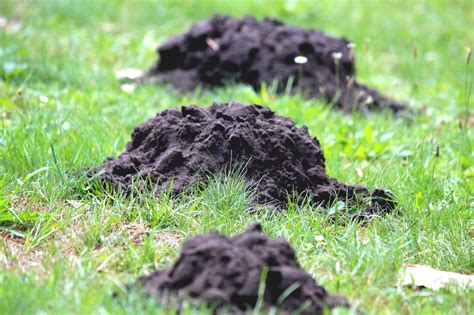 Does Grub Control Get Rid Of Moles Tips For Ohio And Kentucky Homeowners