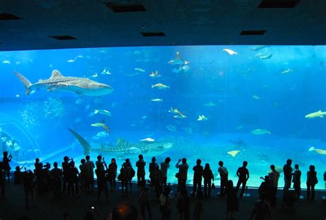 Okinawa Honto Churaumi Aquarium Destination Japan