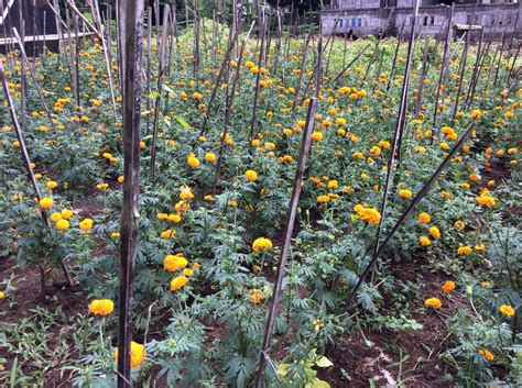 See more of papan bunga marigold bali on facebook. Cerita unik Budidaya bunga Marigold di Bali oleh ...