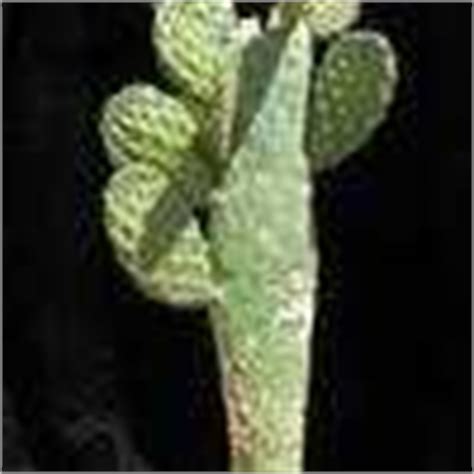 How does prickly pear cactus work? PlantFiles Pictures: Consolea Species, Road Kill Cactus ...