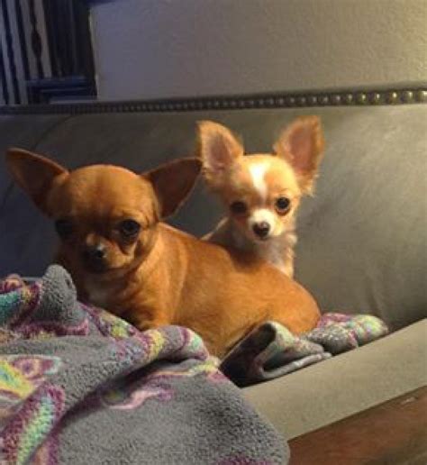 67 Chihuahua Puppies Texas Photo Bleumoonproductions