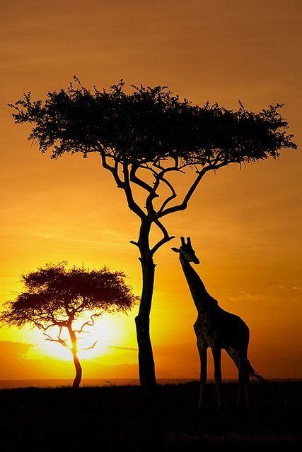 Africa Africa Nature Photography Sunset