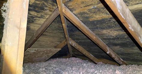 Roof Leaks Can Cause Mold In Attics