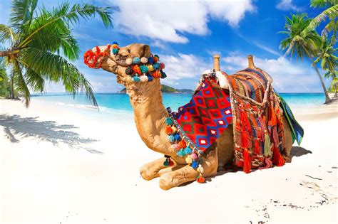 40 camel hd wallpapers and backgrounds