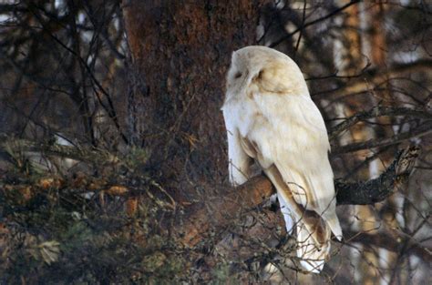 Albino Great Grey Owl Location Vesanto Finland Date 1 A Flickr