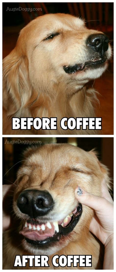 79 Best Images About Funny Goldens On Pinterest The Golden Dads And