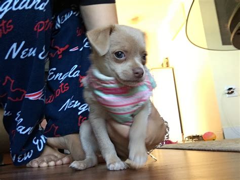 Chihuahua Puppies For Sale Weymouth Ma 311193