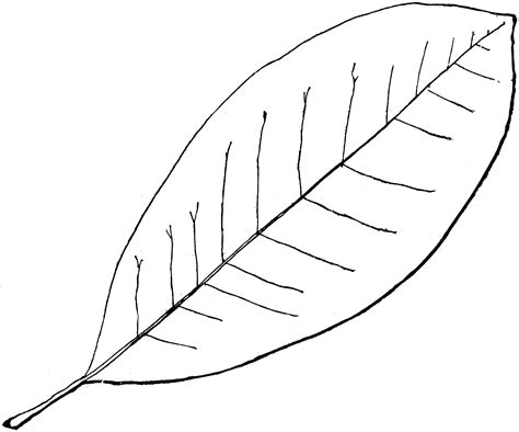 Black & white released sep 2 '20 ecchi kabedon. Genus Magnolia, L. (Magnolia) | ClipArt ETC