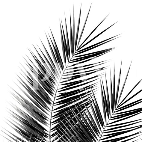 Black Palm Leaves Vibes 1 Tapet Fototapet Palmeblad Happywall