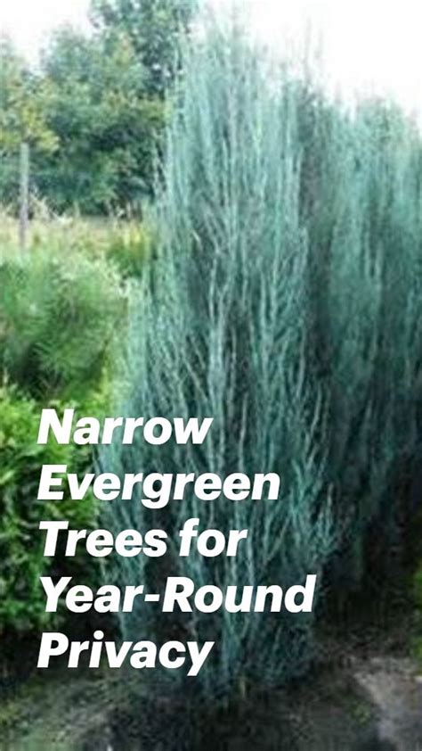 Narrow Evergreen Trees For Year Round Privacy An Immersive Guide By