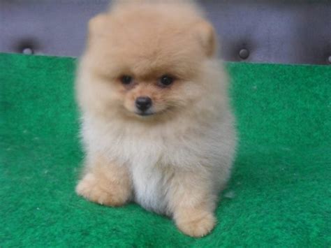 Foto Anjing Lucu - Inhu Lc