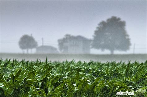 Rain Farm Corn 2012 06 17 0095 Smalltown Stock