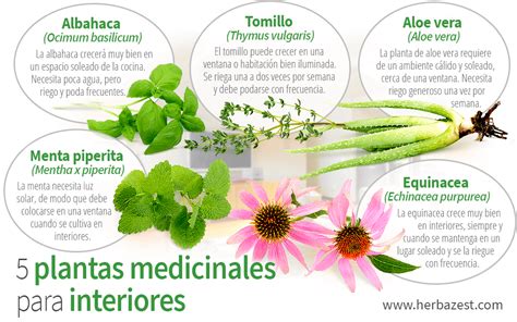 5 Plantas Medicinales Para Interiores Herbazest