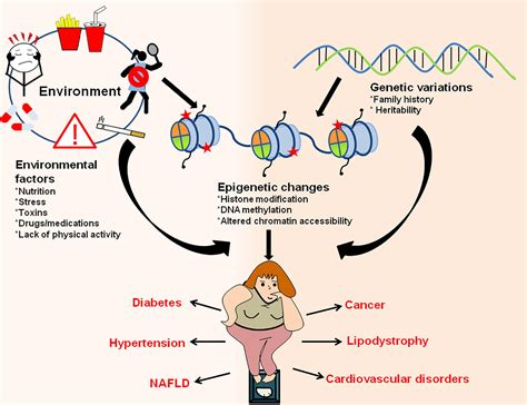 Frontiers Epigenetic Regulation Of Adipogenesis In