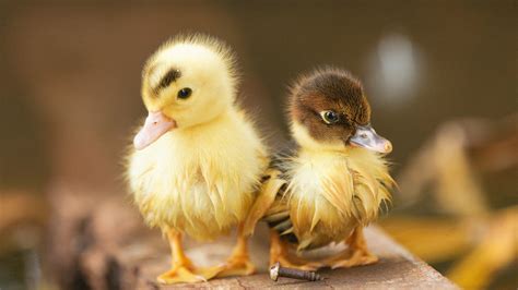 2560x1440 Ducklings 1440p Resolution Hd 4k Wallpapers Images