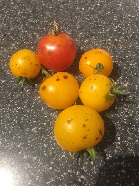 Tomato What Are These Spots