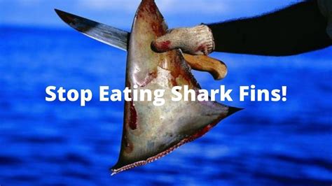 Petition · Stop Eating Shark Fins Hong Kong Sar China ·