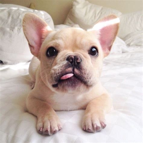 French bulldogs, often called frenchies, look like mini versions of traditional bulldogs, except they have distinct batlike ears. 16 Reasons French Bulldogs Are Not The Friendly Dogs ...